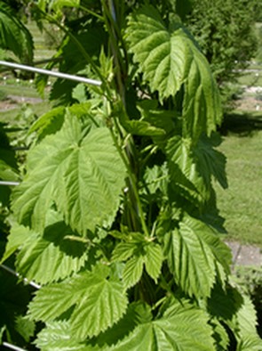 Hopfenblüten | heimisches  Räucherwerk