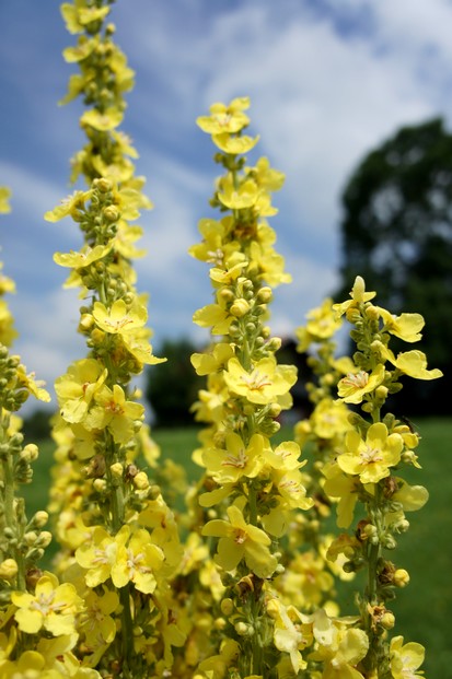 Königskerzenblüten | heimisches Räucherwerk