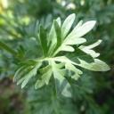 Wermut bio - heimisches Räucherwerk