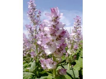 Muskateller Salbei ätherisches Öl 10ml