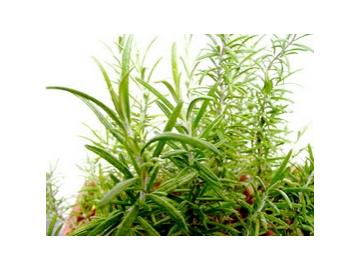 Rosmarin ätherisches Öl 10ml