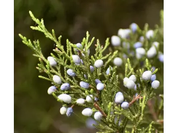 Zeder, virginisch - Wacholder (Juniperus virginiana) äth. Öl 10ml